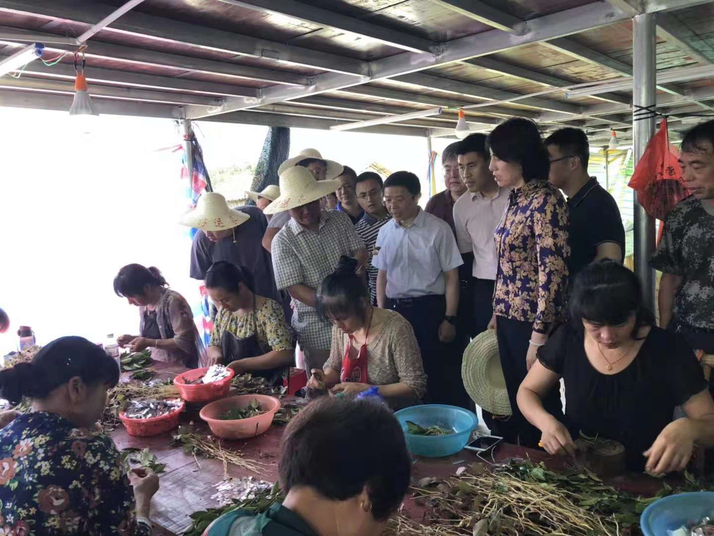 邵陽油茶苗,湖南油茶苗,湘林油茶苗,三華油茶苗