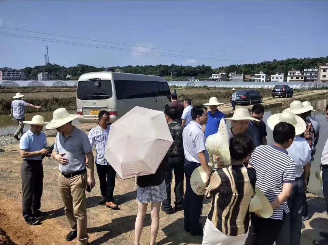 邵陽油茶苗,湖南油茶苗,湘林油茶苗,三華油茶苗