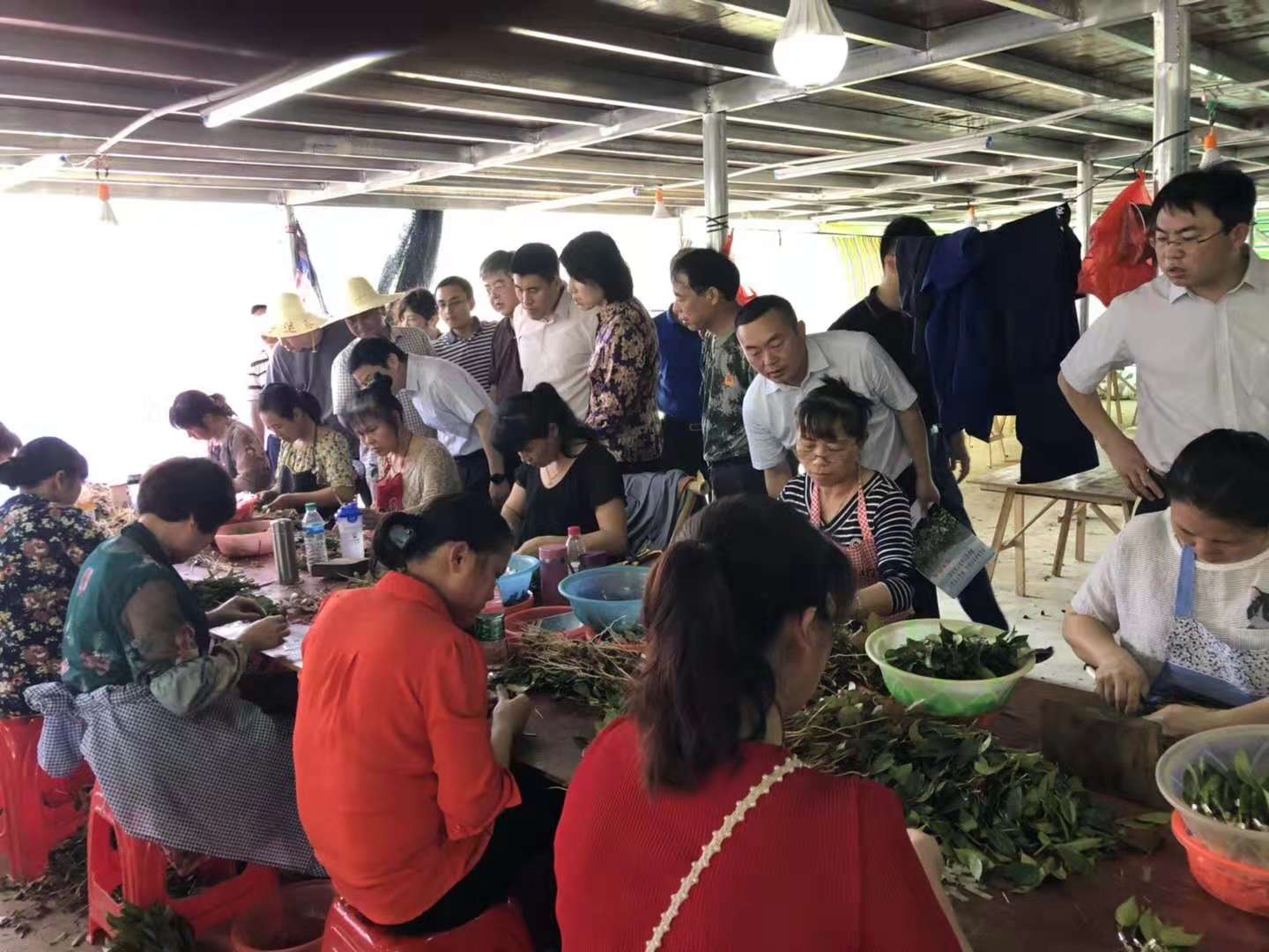 邵陽油茶苗,湖南油茶苗,湘林油茶苗,三華油茶苗