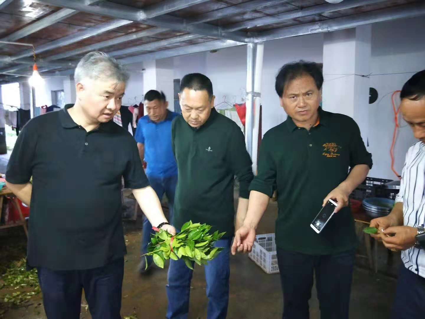 邵陽油茶苗,湖南油茶苗,湘林油茶苗,三華油茶苗