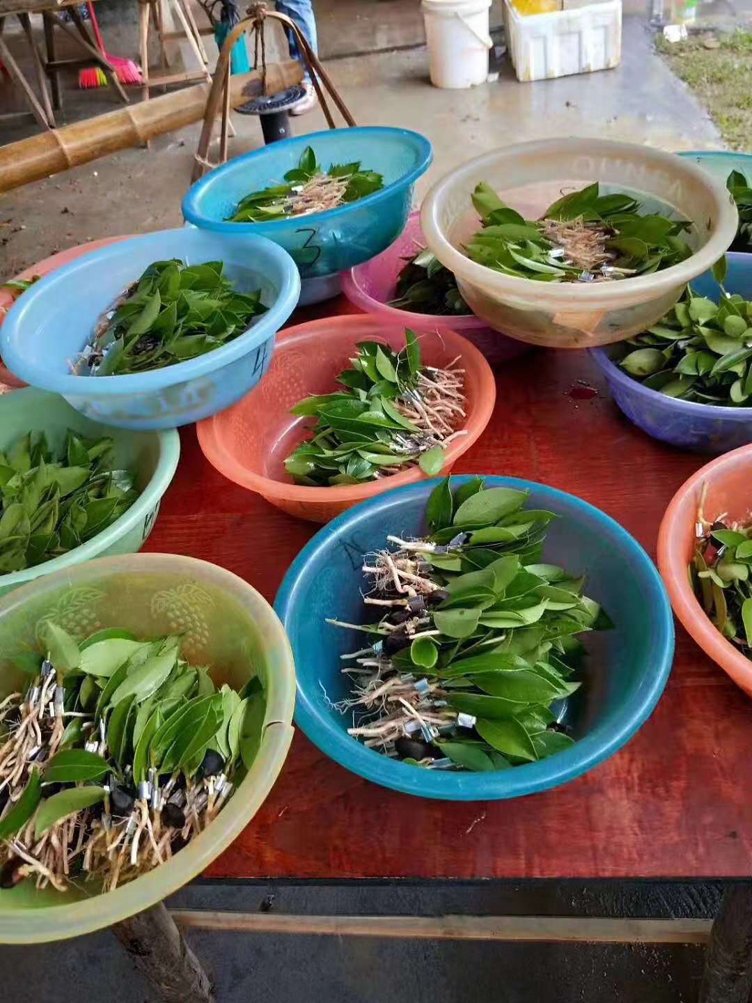 邵陽油茶苗,湖南油茶苗,湘林油茶苗,三華油茶苗